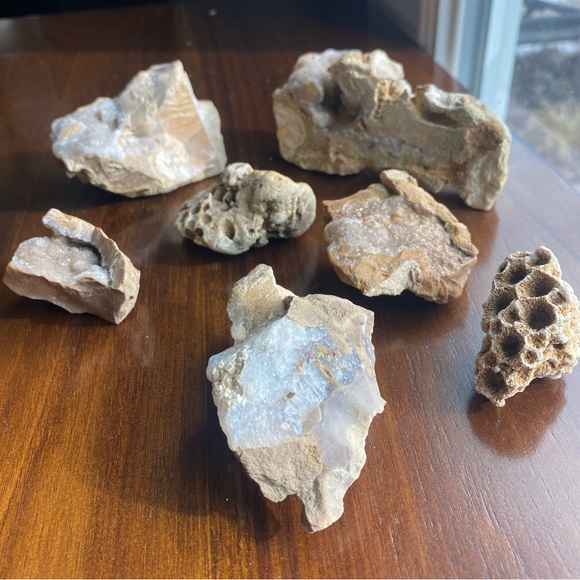 Assorted Fossils & Rocks 🪨🪸 - Picture 2 of 15